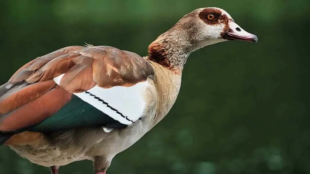 Egyptian Goose Ful